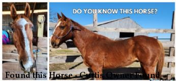 Found this Horse - Curtis Owner Found